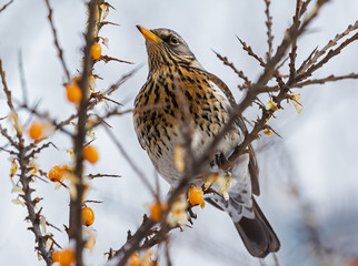Thrush Fieldfare sitting on a branch of sea buckthorn in a winter day