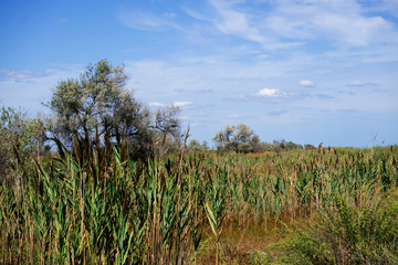 Wetlands in the area Maliy Sasik Lake. Sedge and haze of clouds on a blue sky