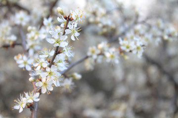 White blossom tree