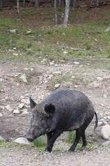 Wildschwein 
