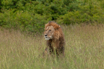 male lion on the savannah