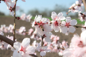 Pink blossom tree