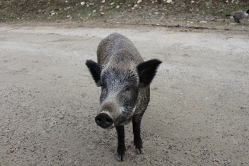 Wildschwein