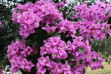 pink flowers in the garden