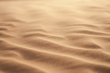 sand dunes in the desert