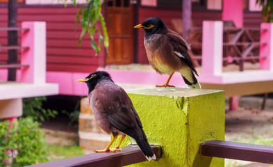 Common Myna - Acridotheres tristis or Indian myna , sometimes spelled mynah