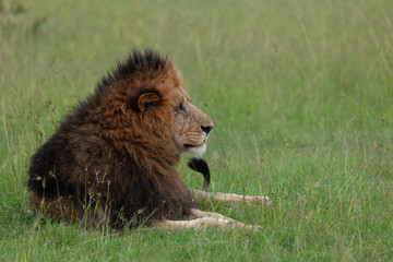 male lion on the savannah