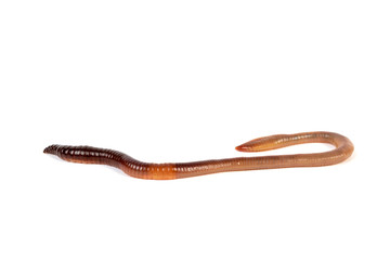 Regenwurm
