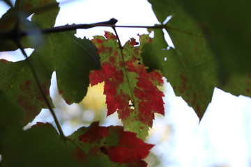 Ahornblatt Kanada Herbst