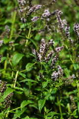 Flowers and leaves of spearmint (Mentha spicata)