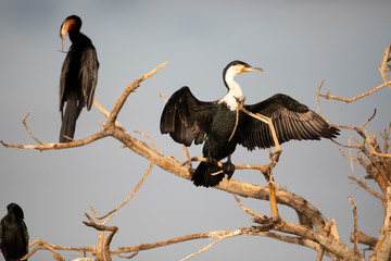 White-breasted Cormorant