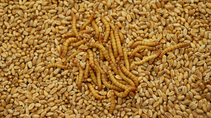 Mealworm larvae Tenebrio molitor pest worm larva white on grain wheat barley cereal, oats. Darkling beetle tight widespread parasite food warehouses flour, tray for cooking kitchen detail