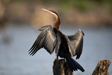 Anhinga d'Afrique