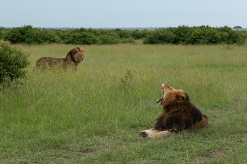 male lion on the savannah