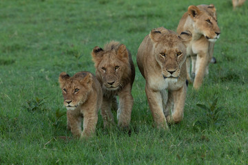 Naklejka na ściany i meble lion cubs walking on the savannah