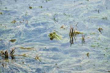 Green marsh frog hiding in a lake overgrown with algae (Pelophylax ridibundus)