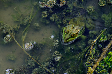 Green marsh frog sits in dirty water among algae (Pelophylax ridibundus)