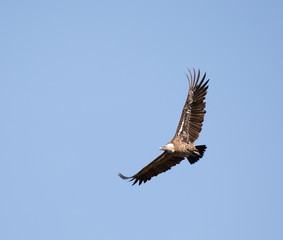Rüppell's Vulture flying