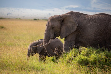 mom elephant with her child