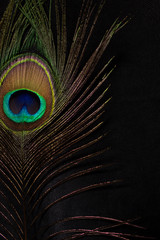 gold color bright coloful peacock feather on black background