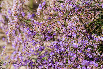 Purple flowers of caspia (Limonium gmelinii)