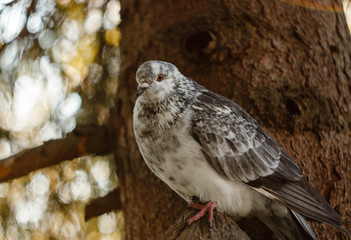large photo of a spotted dove on a branch