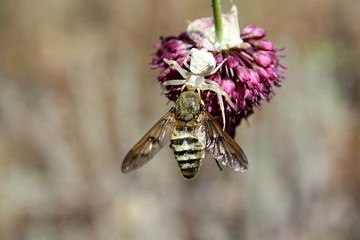 Long-nosed philoliche horsefly became the prey of the white spider (Misumena vatia)