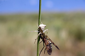 Long-nosed philoliche horsefly became the prey of the white spider (Misumena vatia)
