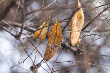 autumn leaves on tree