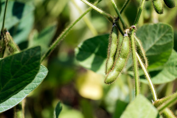 Shaggy green soybean pods on stalks (Glycine max)