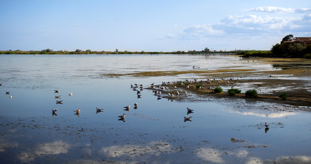 Shallow water on Maliy Sasik Lake. Small cluster of seagulls on Maliy Sasik Lake