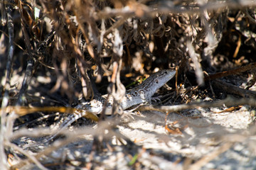 Steppe-runner lizard. Image of habitat (Eremias arguta)