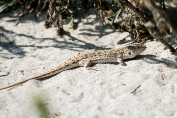Steppe-runner lizard. Image of habitat (Eremias arguta)