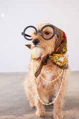 Funny dog dressed up and glasses