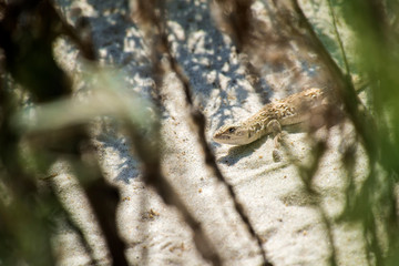 Naklejka premium Steppe-runner lizard. Image of habitat (Eremias arguta)