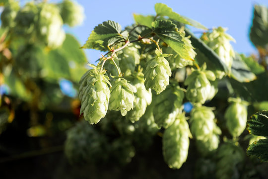 Sprig of hop with cones (Humulus lupulus)
