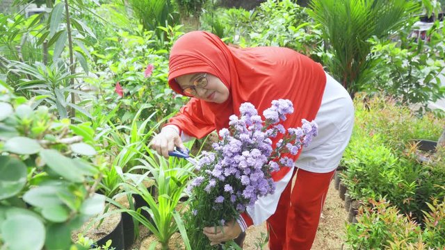 Happy senior muslim woman cutting flower with a scissors in home garden. Shot in 4k resolution
