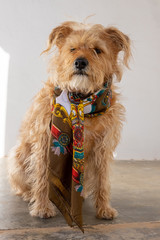 Funny dog dressed up and scarf