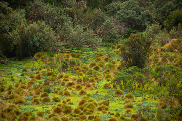 Landscape of a green meadow filled with Ichu grass in Huascarán National Park