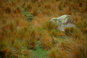 Green vegetation ichu grass along the Santa Cruz trek in Huascarán National Park