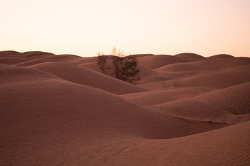 sand dune in the desert