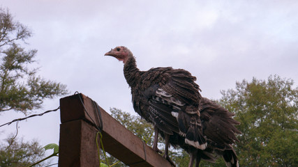 bird of prey