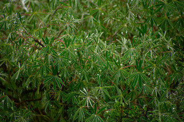 Lupinus microphyllus growing in Huascarán National Park
