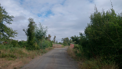 road in the forest