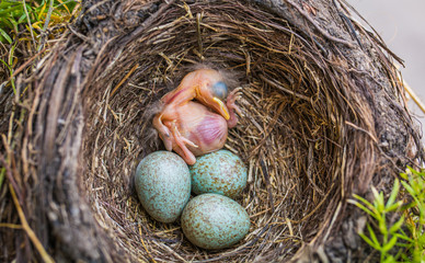 newborn baby blackbird in the nest. young bird newborn and eggs in the nest - Turdus merula. Common Blackbird - obrazy, fototapety, plakaty