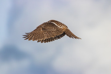 Northern Hawk Owl shot by Hagen Pflueger Photography. 24 Megapixel / 300dpi