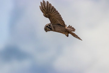 Northern Hawk Owl shot by Hagen Pflueger Photography. 24 Megapixel / 300dpi