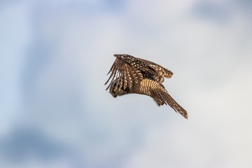 Northern Hawk Owl shot by Hagen Pflueger Photography. 24 Megapixel / 300dpi