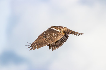 Northern Hawk Owl shot by Hagen Pflueger Photography. 24 Megapixel / 300dpi