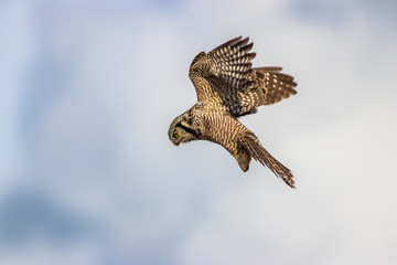 Northern Hawk Owl shot by Hagen Pflueger Photography. 24 Megapixel / 300dpi